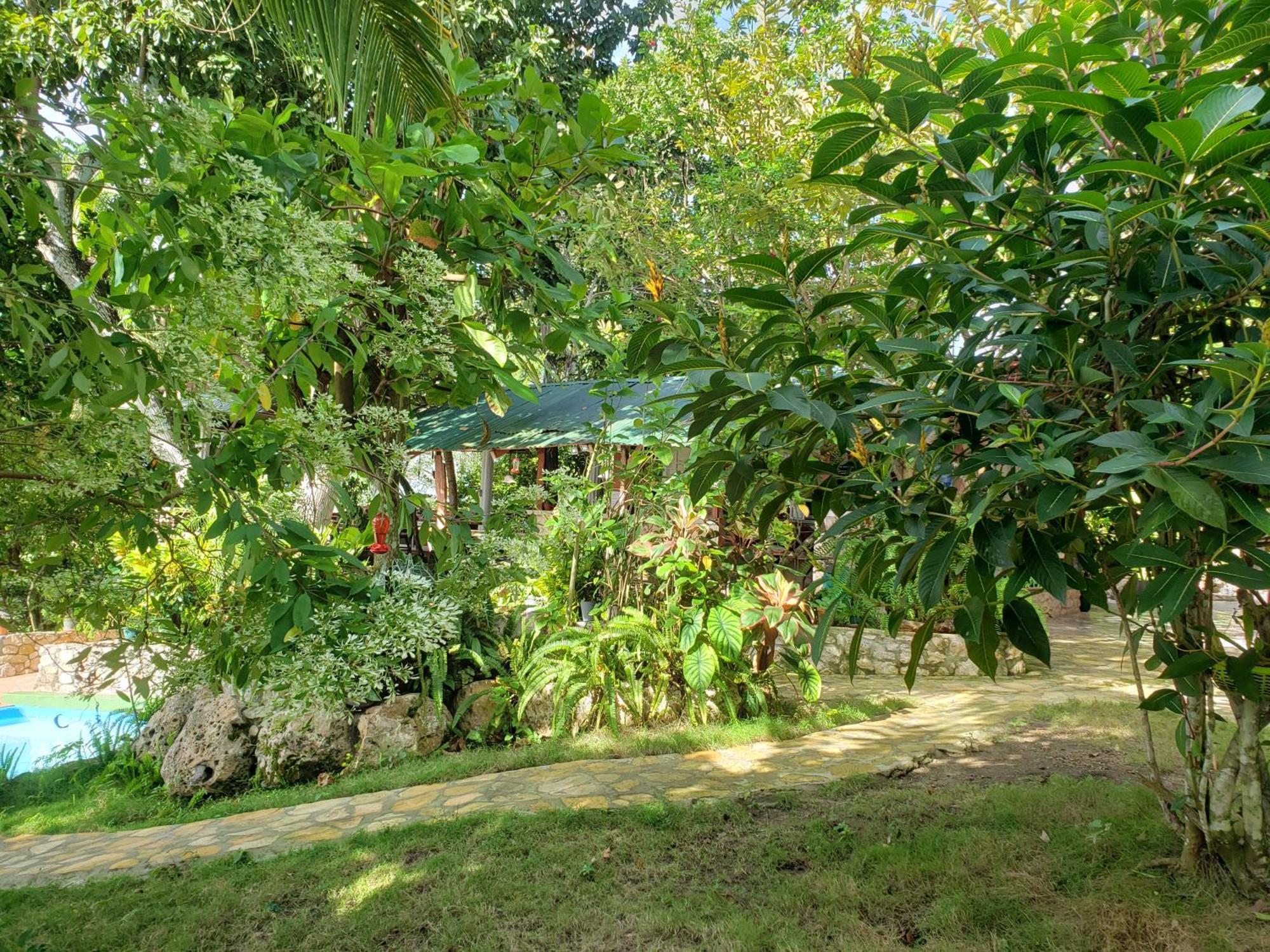 Zapote Tree 3* Flores