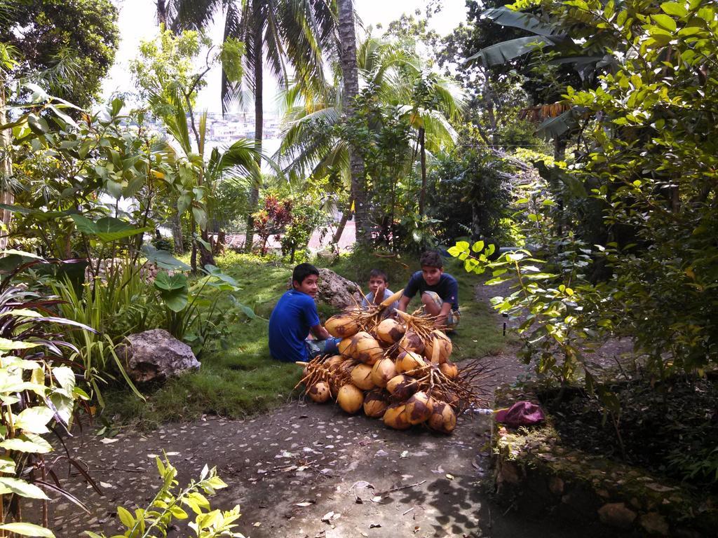 Zapote Tree 3*