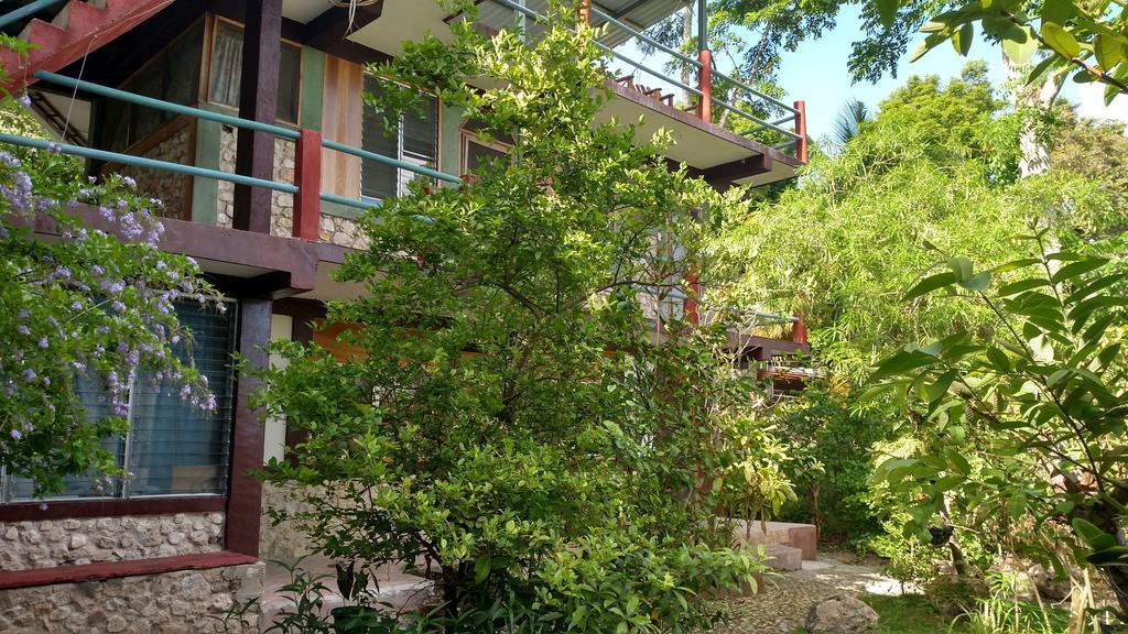 Inn Zapote Tree
