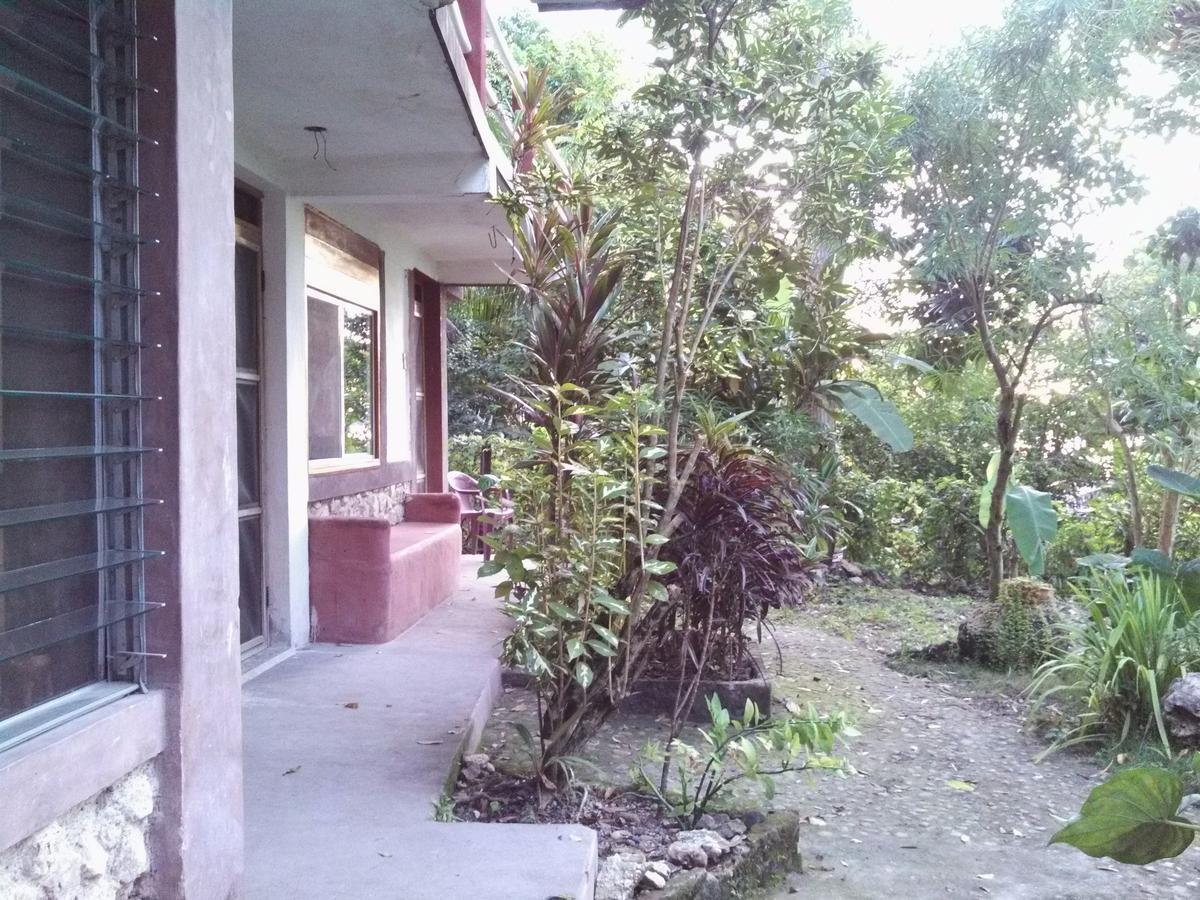 Zapote Tree 3*